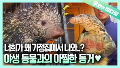 평범한 가정집을 정복해버린 12마리 야생 동물┃Magical Hand That Turns Lizards into Gentle Sheep
