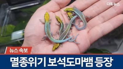 드디어..!! 수소문끝에 보석도마뱀을 데려오게 되었습니다. 합성같겠지만 진짜 존재하는 생물입니다.