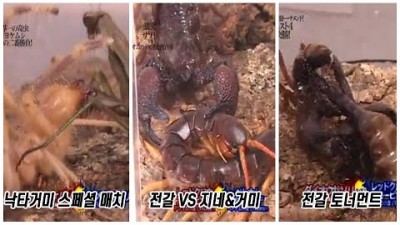 낙타거미 스페셜 매치 / 지네&amp;거미 VS 전갈 / 전갈 토너먼트! [충왕전 마지막 7기 1~3부]