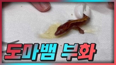 도마뱀 부화 구경하기 (feat. 산범)