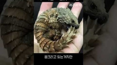 분양가격이 한마리에 몇백만원인 도마뱀..!