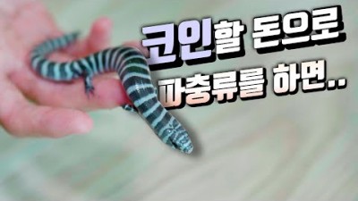파충류에 3000을 쓰면..? 희귀 도마뱀 및 거북이 모여있는 사육방!