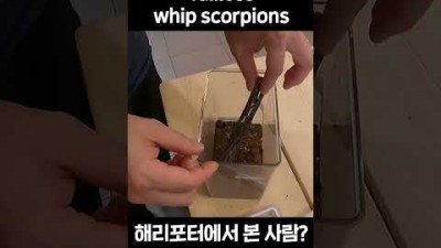 해리포터에 나왔던 거미 개체!? [#파충류 #아이작의숲 #희귀곤충 #희귀벌레 #shorts]