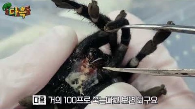 눈갱주의!! 수천마리 기생충을 토해내는 타란튤라