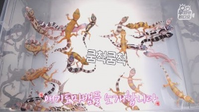 도마뱀 100마리와 자취하는 분을 찾았습니다
