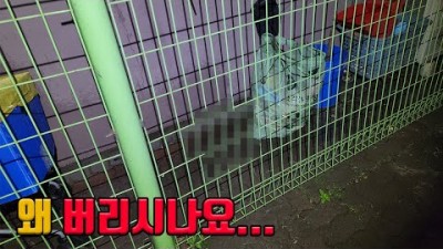 비 오는 날 아파트 쓰레기장에 버려진 녀석을 구조해서 키워보겠습니다