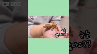 ‘게코’ 혓바닥이 눈에 닿을까????????? #게코도마뱀 #파충류키우기 #곤충프렌즈