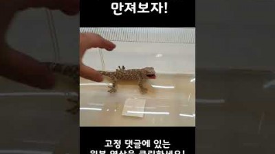 사나운 도마뱀을 만져보자 #MyBloopers