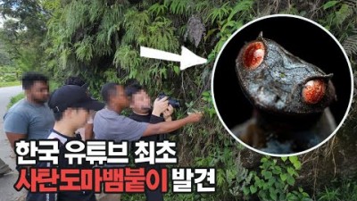 경비만 1천만원..악마를 잡았습니다. 마다가스카르의 사탄도마뱀을 발견했어요!!