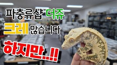 크레스티드 게코가 정말 많은 더쥬! 하지만!!