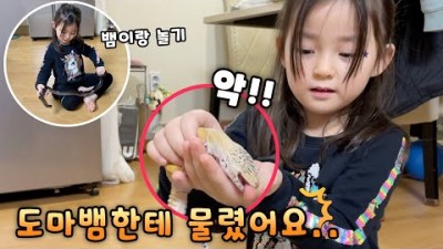 처음 본 도마뱀 귀여워서 쓰다듬다가 물렸는데..엄청난 반전이 ㅋㅋ