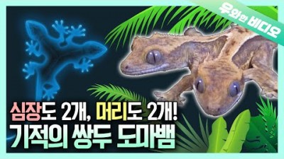 하체는 하난데 상체는 두 개?! 10만 분의 1을 뚫고 태어난 기적의 샴도마뱀 우리두리┃Two Hearts but One Body! Miraculous Siamese Lizards