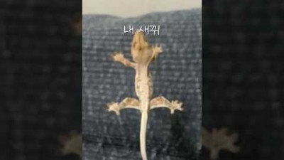 우리집 꼬마들도 유행 탑승! #크레스티드게코 #도마뱀 #crestedgecko #lizard #shorts