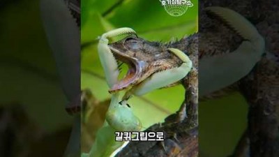 사마귀 VS 도마뱀 승자는?