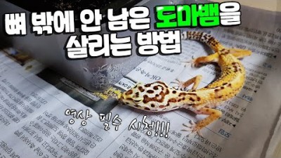 필수)뼈밖에 안남은 도마뱀을 치료하는방법! 꼭 필요한 과정입니다
