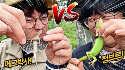 인도네시아 희귀 도마뱀을 찾아라! 정브르님과 채집대결!