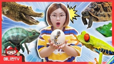 도마뱀이 너무 많아요! ♥ 왕도마뱀 거북이 개구리 양서류 파충류 친구들 상황극 [애니한TV]