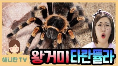 왕거미 타란튤라 ♥ 다양한 곤충과 개구리! 서울대공원 곤충관 가족 여행 뽀로로 장난감 상황극 놀이 [애니한TV]