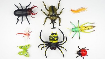 Learn Bug, Insect, Spider,Lizard Names in English 곤충 벌레 파충류 거미 나비 잠자리 메뚜기 지네 사슴벌레 무당벌레 영어이름 배우기