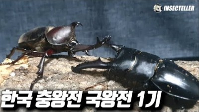 한국 최강의 곤충은? [한국 충왕전 &#39;국왕전&#39; 1기 토너먼트]
