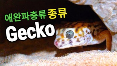 다~양한 애완도마뱀 &#39;게코&#39; 분양가부터 난이도까지?