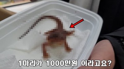 결국 파충류샵 차려버린 여성유튜버ㅎㄷㄷ1000만원 도마뱀 클라쓰!