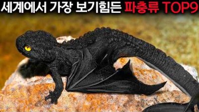 20년차 파충류 전문가가 공개하는 세상에 단 10마리밖에 없는 파충류