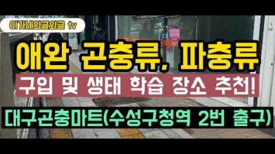 [ 대구곤충마트 ] (사슴벌레, 장수풍뎅이) 곤충류, (카멜레온, 도마뱀) 파충류 구경, 구입, 체험. 한 방에 해결! 아이들이 매우 좋아하는 이 곳, 가족나들이 장소로 강추함.