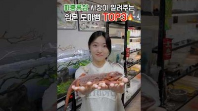 도마뱀을 키우고 싶은데 어떤 애가 좋겠냐구요?! 이제 질문 그만!!